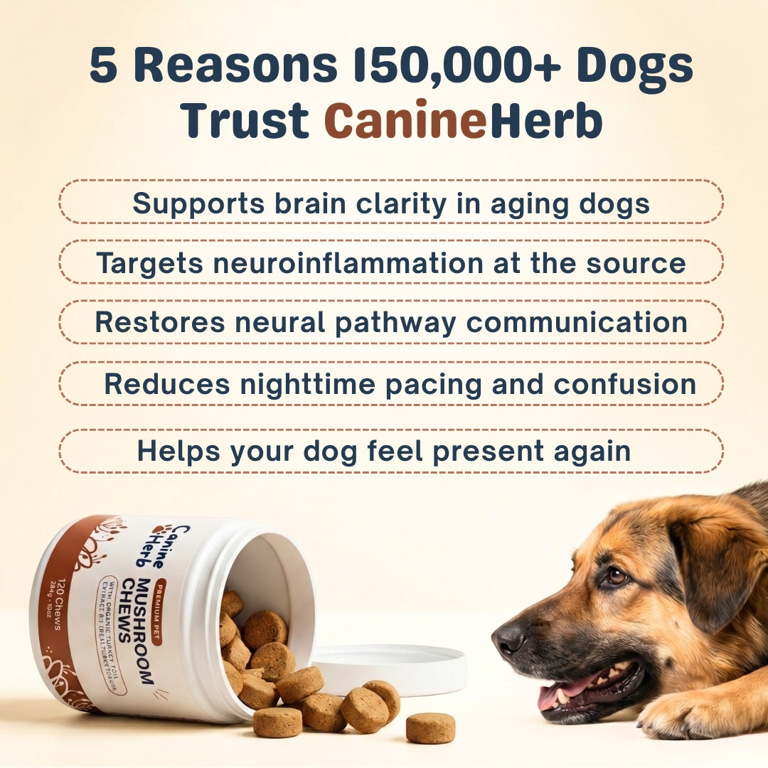 CanineHerb™  | 8 in 1 Mushroom Chews